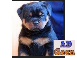 used 9971331250 Rottweiler for sale 